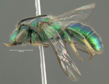 Media type: image;   Entomology 610252 Aspect: habitus lateral view